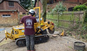 tree stump removal