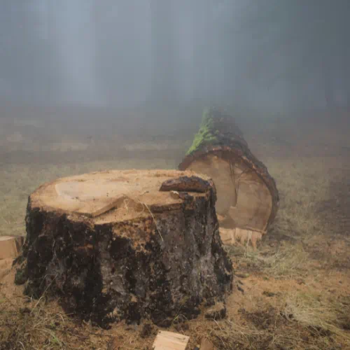 Who is liable for damage caused by falling trees?