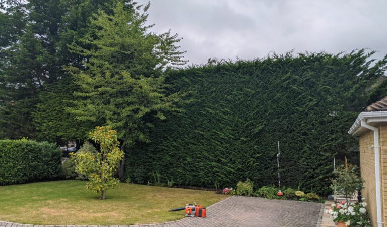 hedge trimming and maintenance