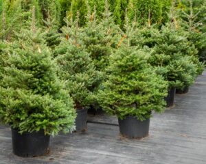 outdoor christmas tree services near me