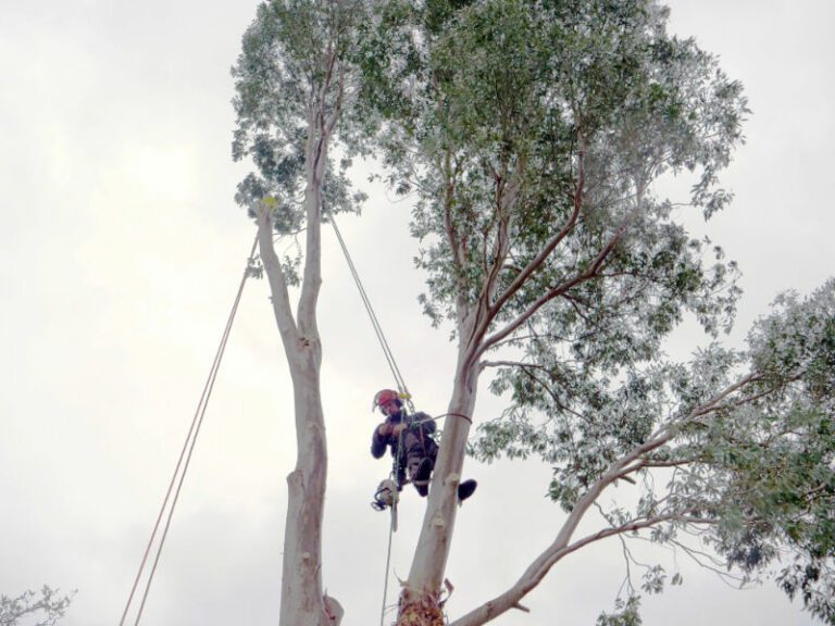 section felling of tree