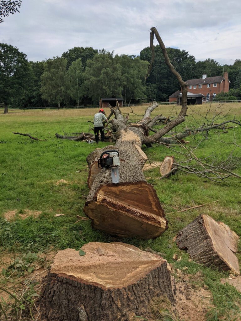 tree service tree felling