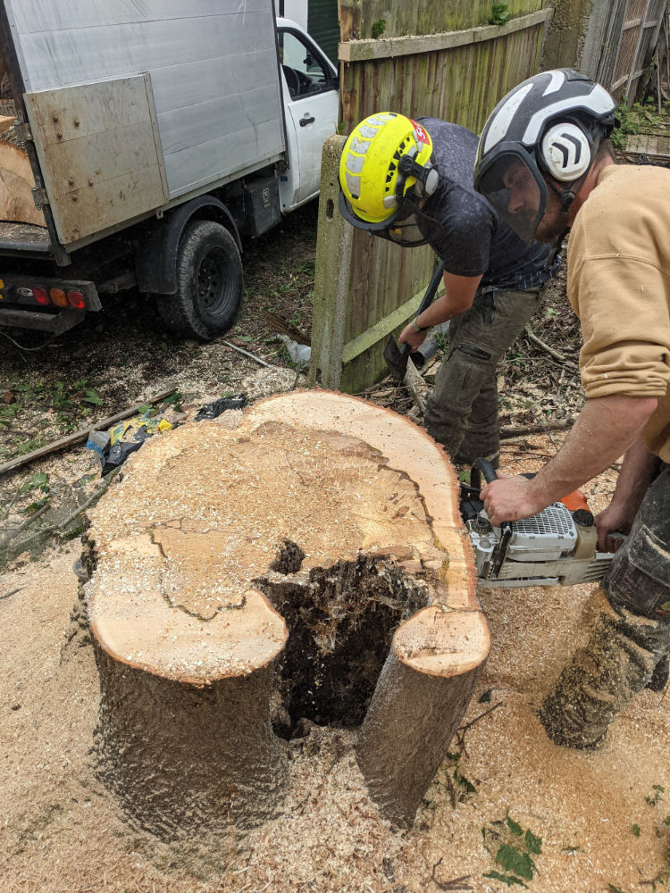 Tree stump removal service by Above All Tree Care